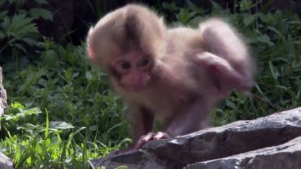 【SNOW MONKEY】 ☆Cute Baby☆ Birth 3　地獄谷野猿公苑