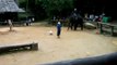 Soccer: Elefanten spielen Fußball