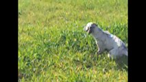 setter inglese Miki di 7 mesi su quaglie