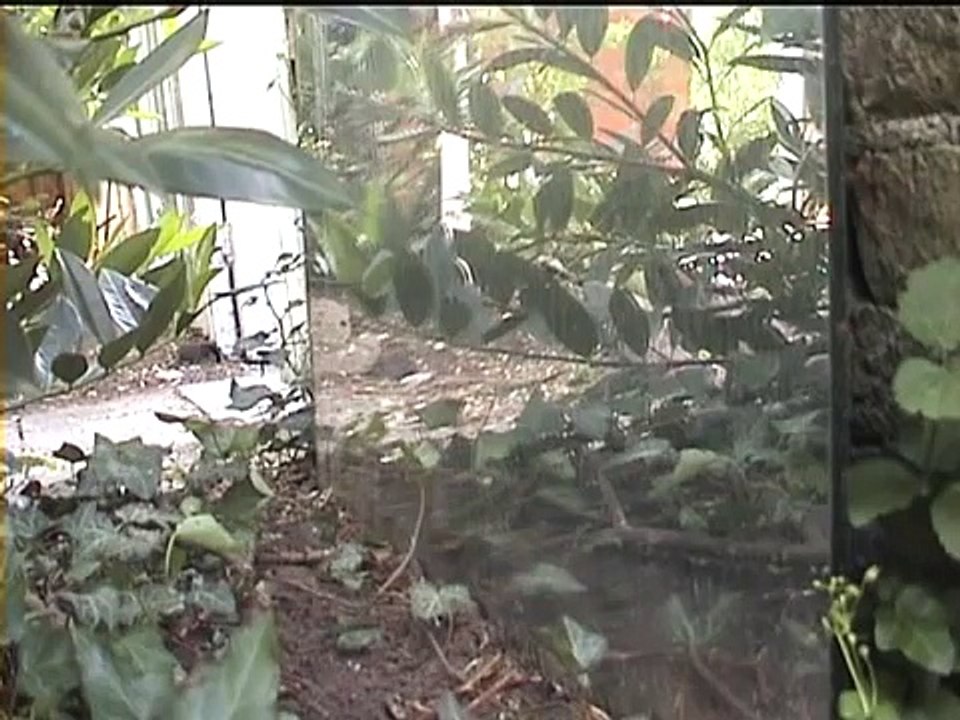 Bird fighting himself in mirror