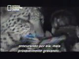 LEOPARDO ADOTA FILHOTE BABUINO - MÃE NATUREZA