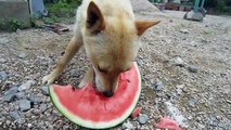 スイカを食べる山陰柴犬