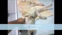 Acupuntura veterinária - Nina - Cinomose - 8 meses sem andar