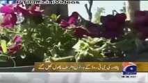 ▶ KP Govt is once again changing Peshawar city into the city of flowers -