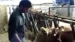 Allevamento di bovini ad Agricoltura Nuova
