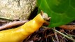 Banana Slug Eating an Ivy Leaf