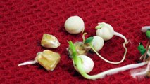 Seed germination timelapse : Maize, peas and salad