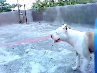 Cruce de Pitbull + Boxer = PitBox (Capitán)