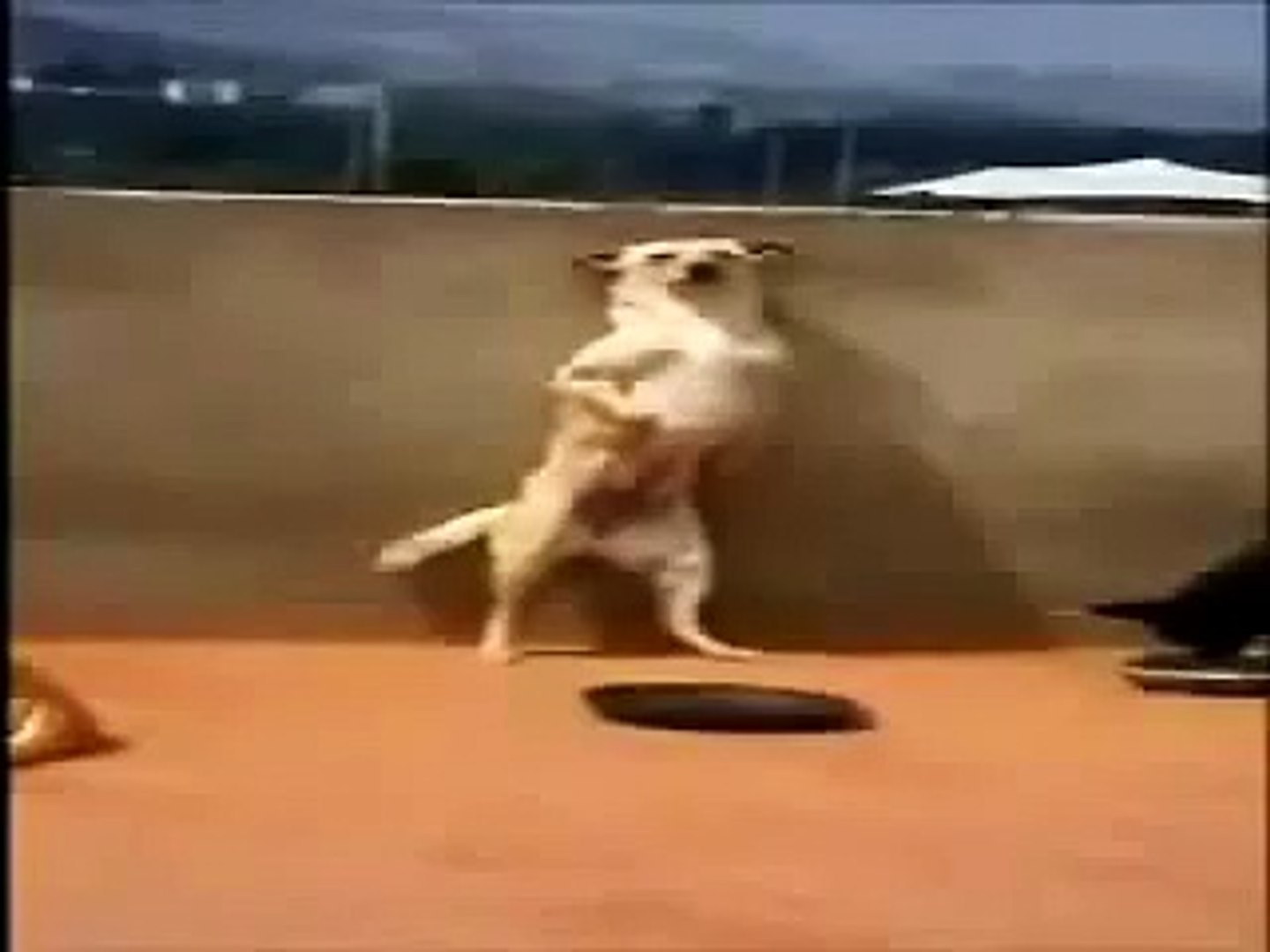 perro bailando merengue