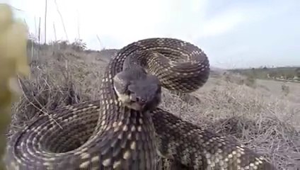 OMG!!! Rattle Snake Jumps over Camera Man