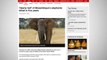 Mozambique’s Elephants Down By Nearly Half Due To Poachers