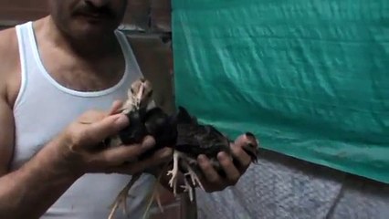 POLLITOS PELEANDO (soluciones)