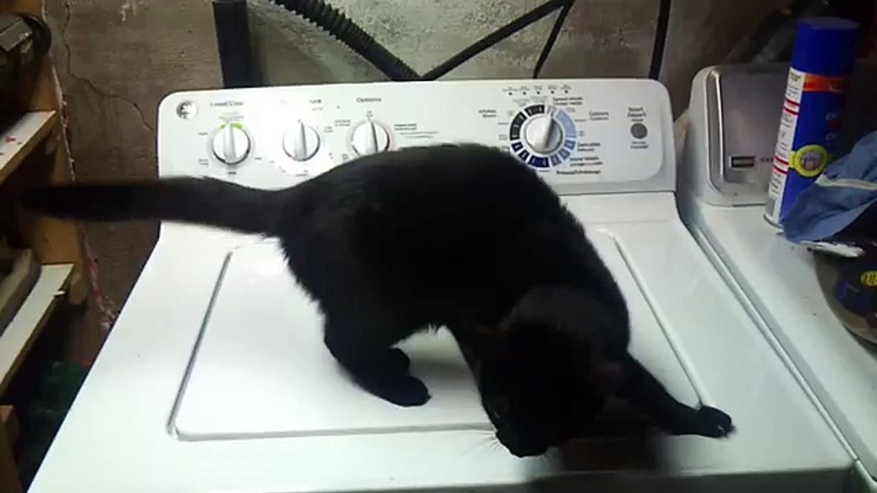 Bear vs