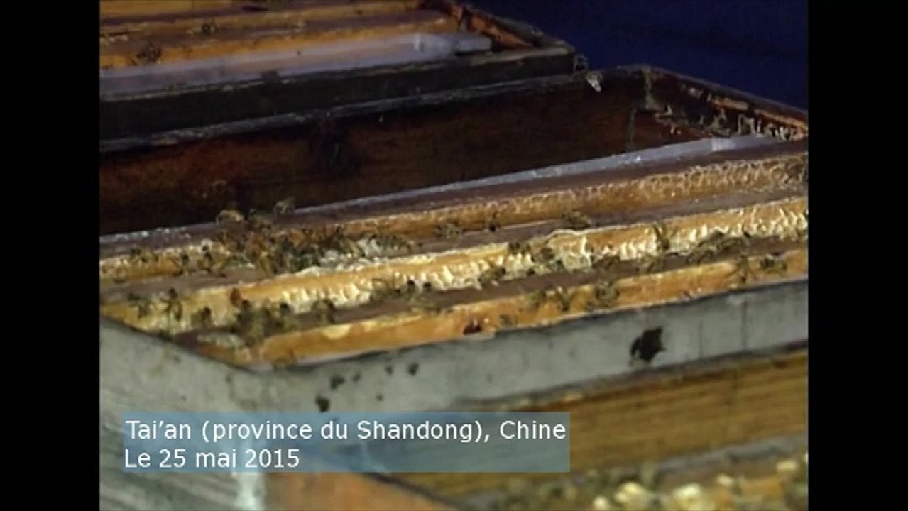 Record du monde : plus d'un million d'abeilles sur le corps