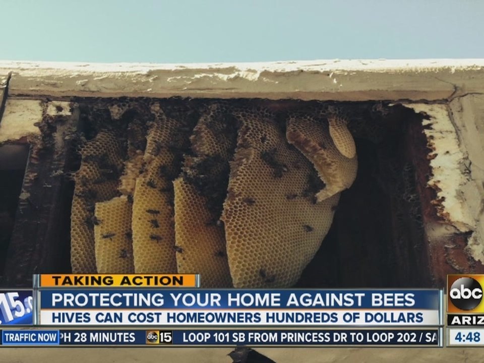 How to protect your home from bees
