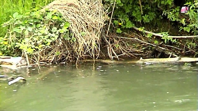 Город Коломыя, реки Пистынька, Сопивка.