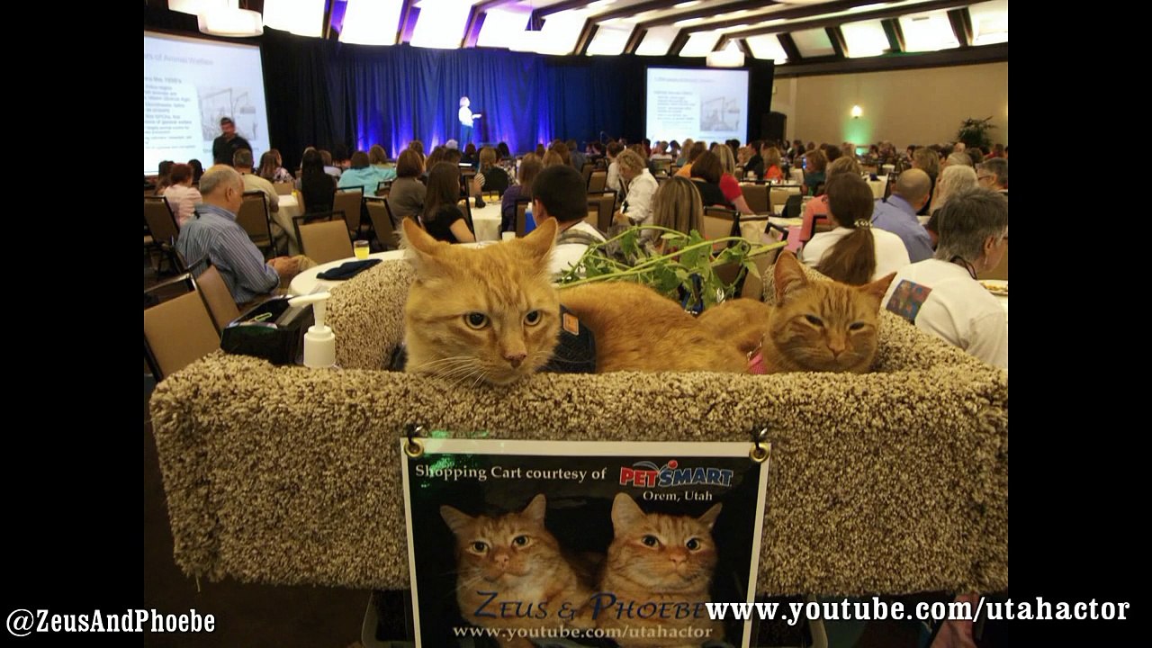 Zeus & Phoebe at Blog Paws 2012