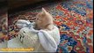 FUNNY VIDEOS, Funny Cats, Kitten Funny Videos Compilation, Funny Kittens Falling Asleep, Funny