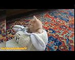 FUNNY VIDEOS, Funny Cats, Kitten Funny Videos Compilation, Funny Kittens Falling Asleep, Funny