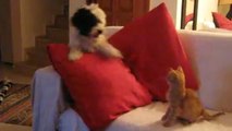 Brave kitten hilariously puts dog in check