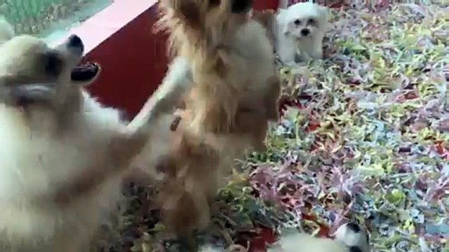 SATILIK SCRLİ BOO YAVRULARI VE MALTESE TERRİER YAVRULARI