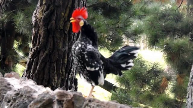 Rooster Crowing In The Morning - Rooster Crowing Sounds Effect