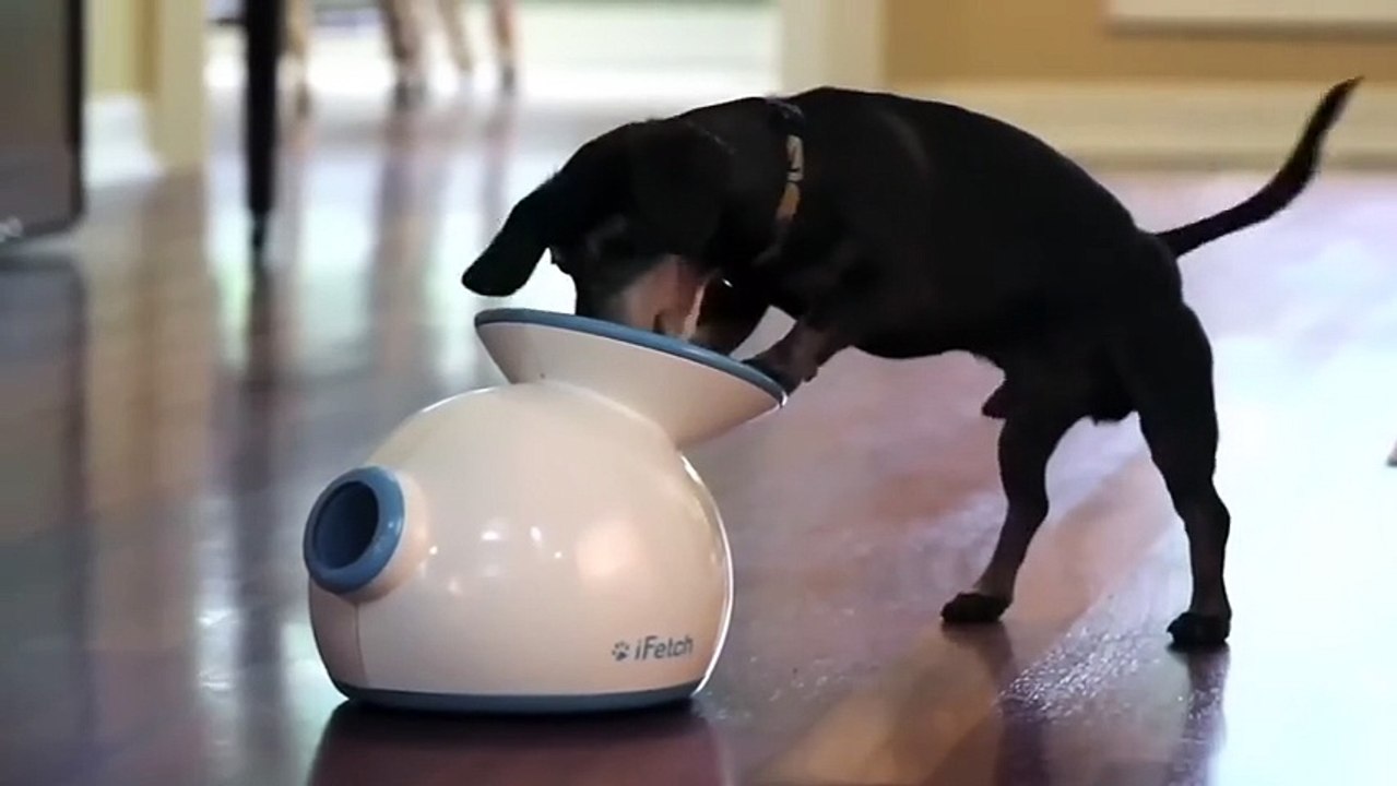 Un lanceur de balle qui a du chien !
