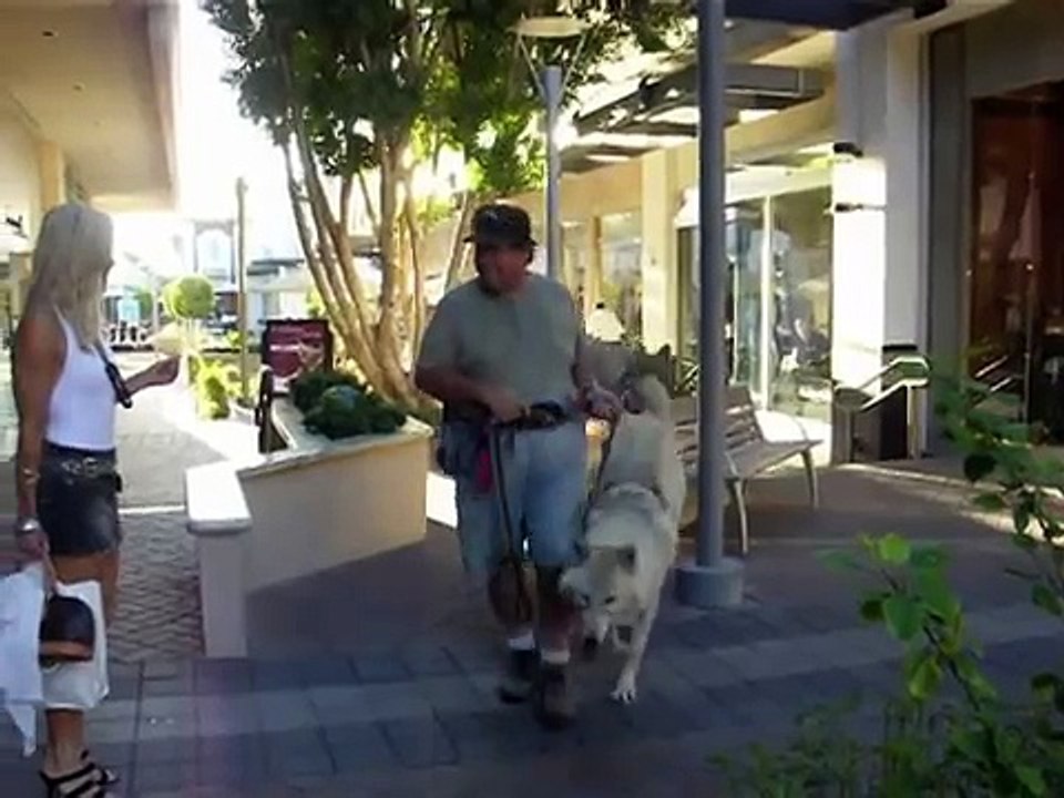 Wolfdog walking in the Mall
