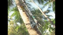Coconut Harvesting Robot