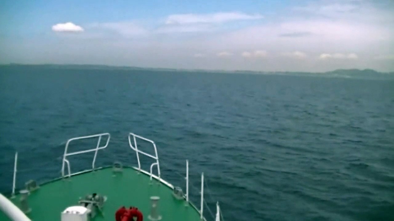 Ships sailing near Tokyo Bay warned of killer whales