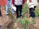 Cultivo de Palta Orgánica para Conservar el Valle de la Virgen de Topara 1