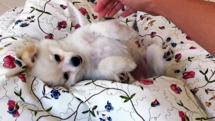 Time to wake up! Hora de acordar! Despiértate Molly!