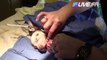Un bébé pitbull machoire cassée sauvé par des vétérinaires !