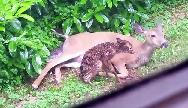 Une biche met au monde deux faons