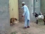 Amazing funny pulling Dog