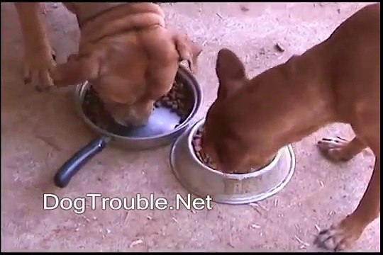 Take 2: Food agression revisited! Pit bull food fight?? greenville dog obedience training