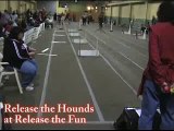 Release The Hounds Release the Fun