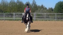 Soono - Gypsy Vanner - For Sale