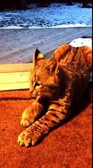 Bobcats in Calgary Backyard