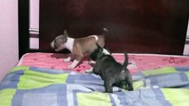 PELIGROSA PELEA DE BULL TERRIER TERMINA MAL!!!!!