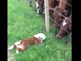 Swedish Bulldog Befriends a Herd of Cows