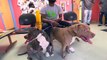 Shelter Me - See How Play Groups Improve the Lives of Shelter Dogs