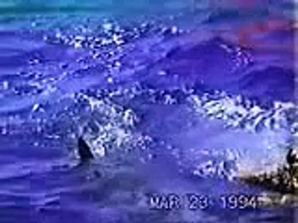 shark attack