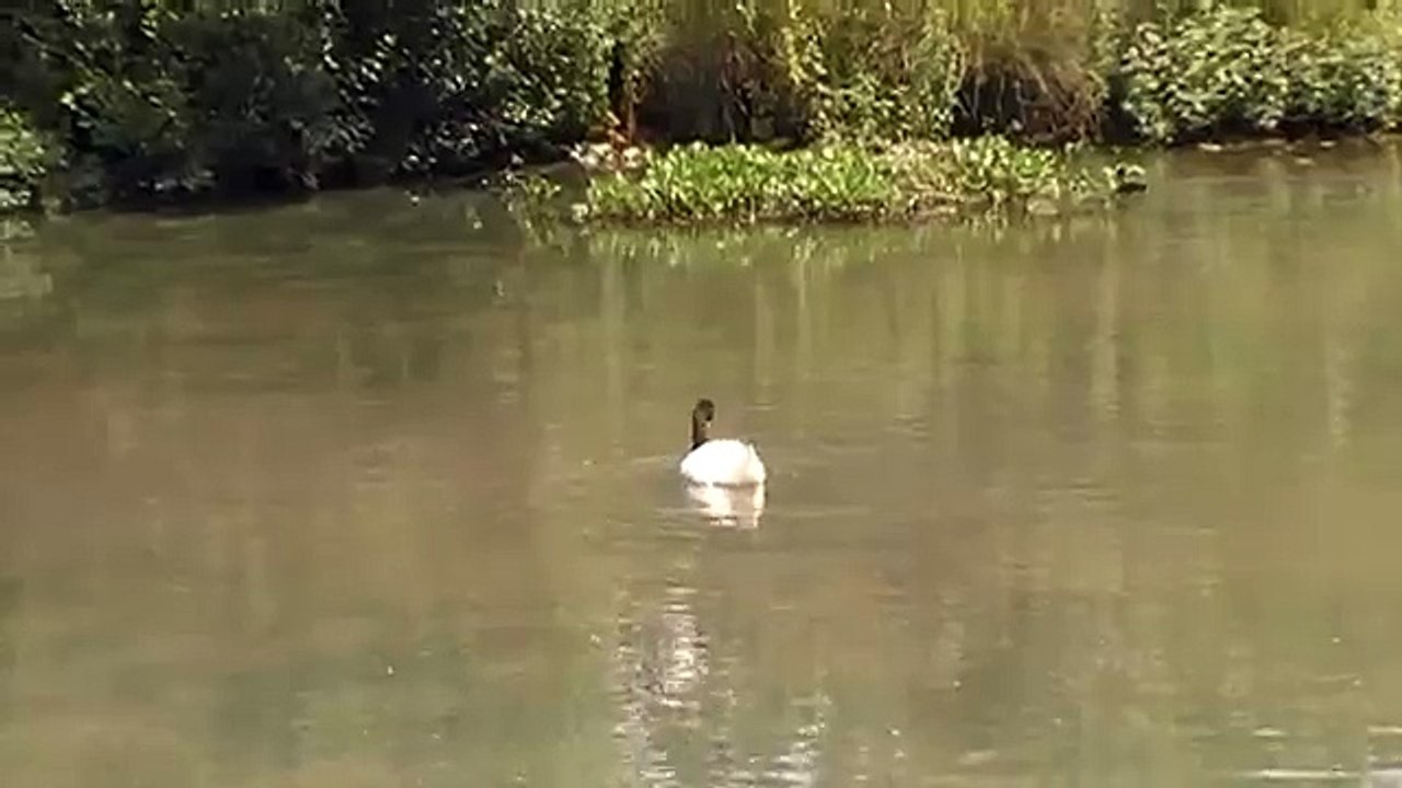 Black Necked Swans.MOD