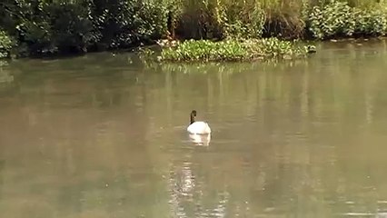 Black Necked Swans.MOD