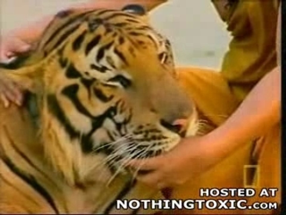 tiger
