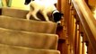 Puppies on the Stairs