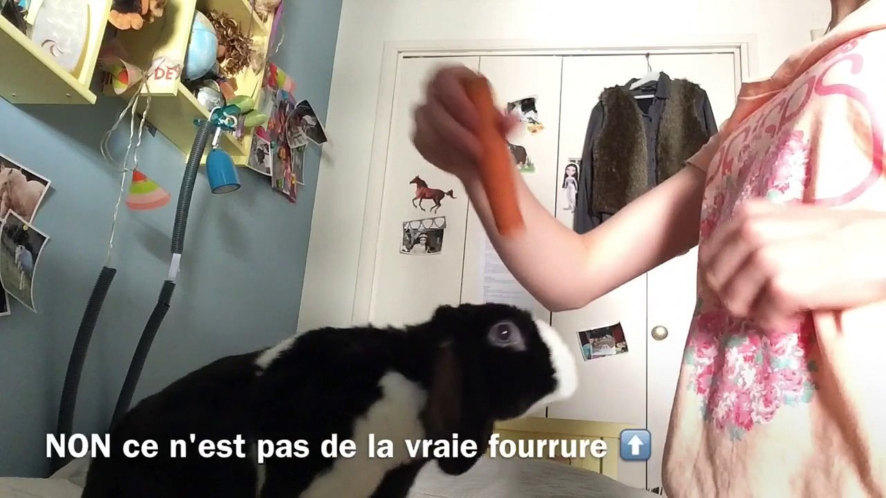 (Lapins) - Entraînement dressage du 27/05/2025