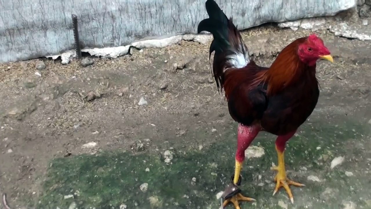 Peleas de gallos en cuba 2015 . gallos para la temporada que biene 11-20-14 # 2