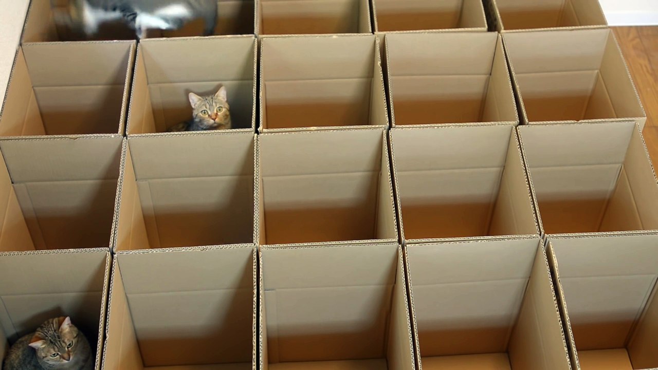 Le paradis des chats